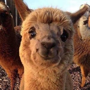 Meet your Posher, Annabel